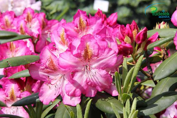 Rhododendron Campanile